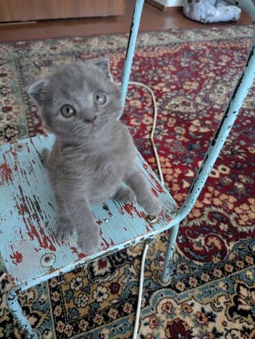 пидбуль щенок в оше эркек: Скотиш Фолд (Шотландская вислоухая), 1 месяц, Мальчик, Серый, Приучена к лотку — 7