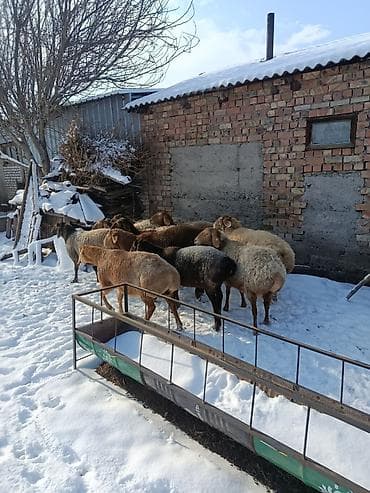 каракол ит базар: Сатам | Ургаачы кой (ургаачы) | Көбөйтүү үчүн | Ургаачы — 7