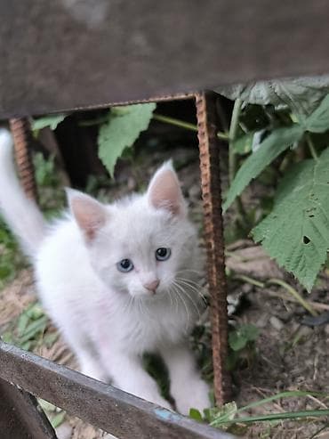 самый лучший сильный умный собака: Кошка даром: Беспородная, Мальчик — 2