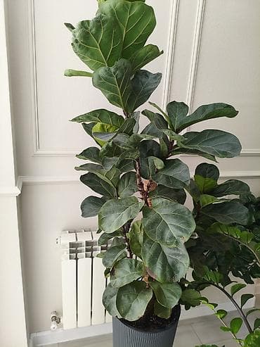 дом цветы: Замиокулькас и фикус лирата (два отдельных комнатных растения в — 3