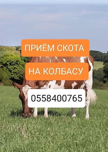 куры живые: Колбасный цех : Коровы, быки, Лошади, кони, | Круглосуточно, Любое состояние, Забитый — 1