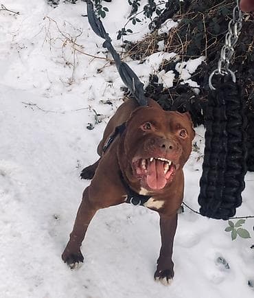 собака охота: Вязка: Питбуль, Самец, 2 года, С прививкой, С родословной — 1