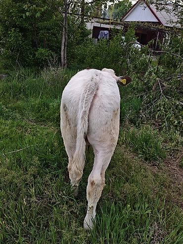 Животные: Продаю | Бык (самец) | На откорм | Привязанные — 2