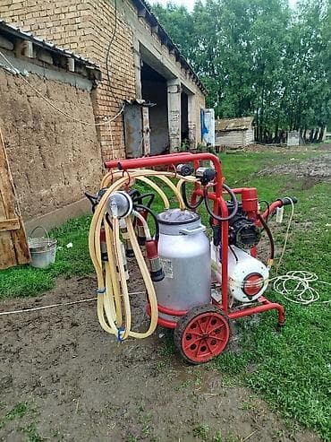 тазы собака: Доильный аппарат на тележке для коров (двухпостовой) - Передвижная — 2