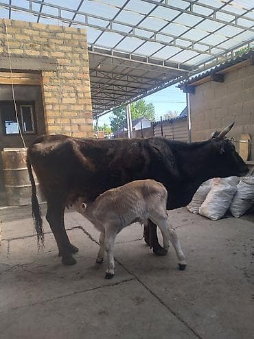 алла тоо: Сатам | Уй (ургаачы) | Сүт алуу үчүн | Байланган — 4