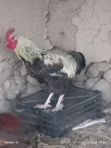 зоомагазин бишкек с животными: Продаю | Петух | Домашняя | Для разведения — 1