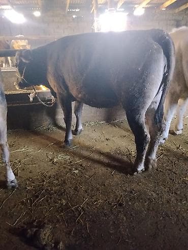 лекарство для животных: Продаю | Корова (самка) | Для молока | Нетель — 5