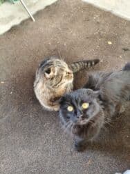 объявления о найденных собаках: Скотиш Фолд (Шотландская вислоухая), 2 года, Мальчик, Черный — 4