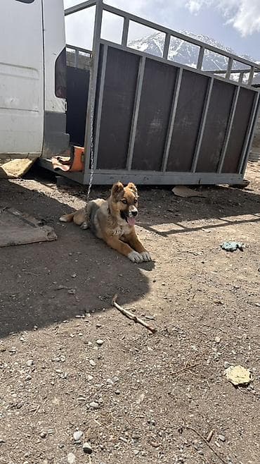 купить голубей драконов: Алабай, 3 месяца, Самка, С прививкой — 2