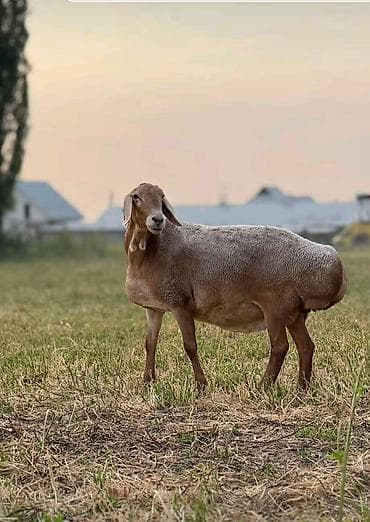Саламатсызбы кой кыркам Токмоктун айылдары ушул номер