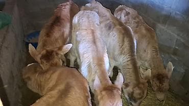 ангус музоо: Продаю | Музоо, торпок | На откорм — 2