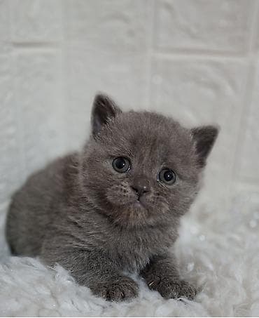 Продаётся шотландская девочка,скотиш-страйт,возраст 2 at lalafo.kg Продаётся шотландская девочка,скотиш-страйт,возраст 2