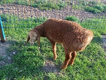 эшек жаныбар: Сатам | Ургаачы кой (ургаачы) | Арашан | Көбөйтүү үчүн — 1