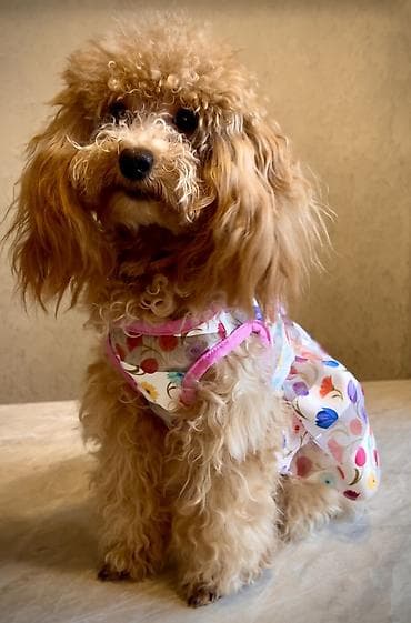 ратвеллер: Одежда для кошек и собак. Все НОВОЕ РАЗМЕР И ЦЕНА УКАЗАНЫ НА ФОТО — 6