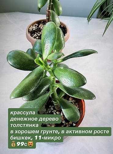 крассула: В продаже комнатные цветы разные см фотки фикусы и тд НАПИШИТЕ — 9