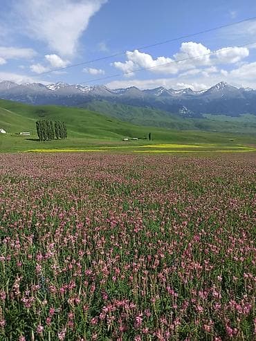 Дом и сад: Высококачественный мёд из Кыргызстана — мёд высшей пробы - Натуральный — 9