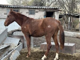 купить рабочую охотничью собаку: Сатам | Жылкы (эркек) | Жумушка — 2