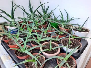 сок алоэ цена бишкек: Алоэ разного возраста — 1