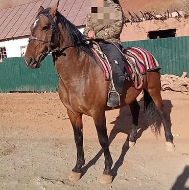 шерсть меренос: Продаю | Конь (самец) | Рабочий — 1