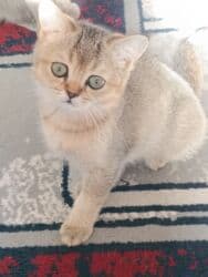 собака корги: Скотиш Страйт (Шотландская прямоухая), 2 месяца, Девочка — 1