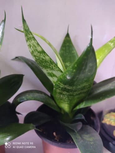 чайное дерево: Распродажа САНСЕВИЕРИИ цветы комнатные В чем польза: очищает воздух — 4