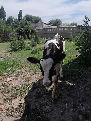 Животные: Продаю | Музоо, торпок | Голштин | Для молока — 4
