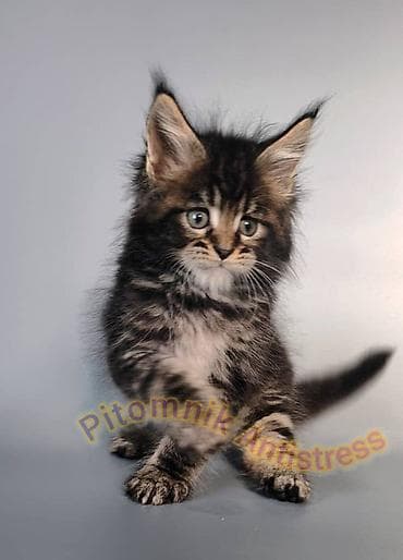 тара для мёда: Питомник Antistress предлагает котёнка породы мейн-кун — 10