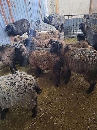 кочко: Продаю | Овца (самка) | Полукровка | Для разведения | Матка — 2