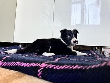 собака щенки: Колли, 1 месяц, Самка — 7