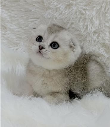 Продажа кошек: Скотиш Фолд (Шотландская вислоухая), 2 месяца, Мальчик, Белый, Приучена к лотку, Проглистована, С документами — 2