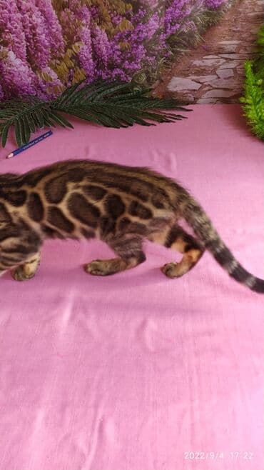 новорожденные котята: Красивейшие Бенгальские котята 3мес девочки и мальчики. Проф питомник — 16