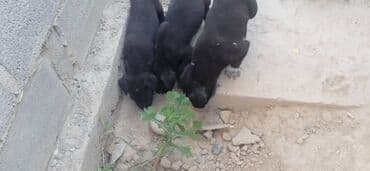собака даберман: Питбуль, 2 айлык, Эркек, Эмделген — 3