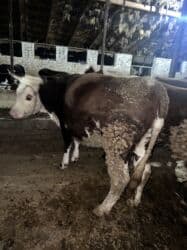 домик для животных: Сатам | Уй (ургаачы) | Симментал | Көбөйтүү үчүн | Асыл тукумдуу — 8