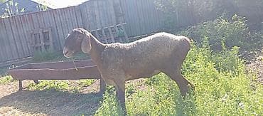 ош жапалак: Сатам | Кочкор (эркек) | Көбөйтүү үчүн | Асыл тукумдуу — 1