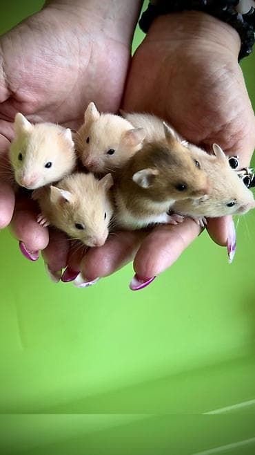 Крысы: Продаются хомячки джунгарские, сирийские, ангорские пушистые хомячки — 8