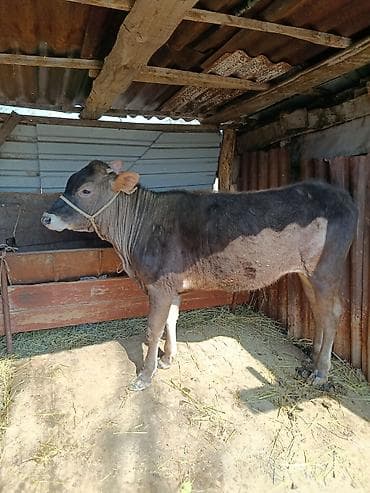 Услуги ветеринара: Продаю | Тёлка | Для разведения — 3