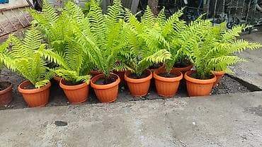 4 pot: Папоротник в горшке (улично-комнатный декоративный) Описание: - — 1