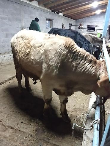 Ветеринар кызматы: Сатам | Бука (эркек) | Бордоп семиртүү үчүн | Байланган — 4