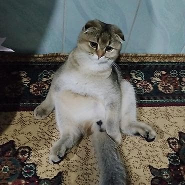 чк тай: Шотландский вислоухий кот, окрас золотистый шиншилла (shaded/golden) — 2