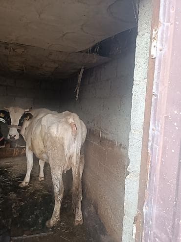 бенгальские кошки купить: Продаю | Бык (самец) | Полукровка | На откорм | Привязанные — 1