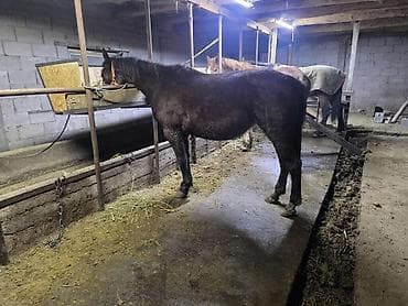 Услуги ветеринара: Продаю | Кобыла (самка) | Рабочий — 2