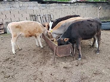 американский кёрл: Продаю | Музоо, торпок | Полукровка | На откорм — 1