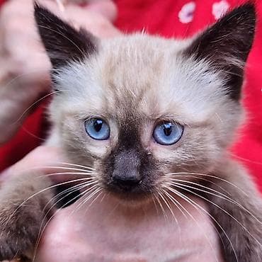 Котята, домашние любимцы. - Описание: два очаровательных котёнка at lalafo.kg Котята, домашние любимцы. - Описание: два очаровательных котёнка