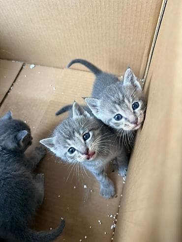 Животные: Котята в добрые руки. Нашли в подъезде Текст: Срочно отдаем котят в — 4