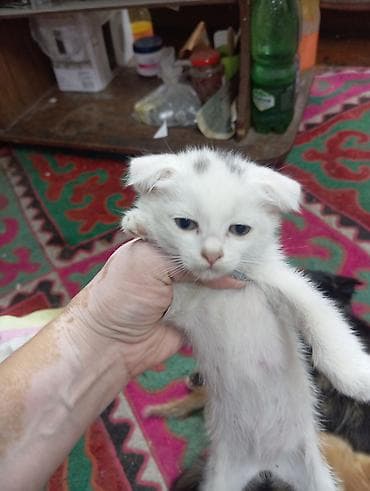 scottish fold: Котята, помет от домашней кошки. Описание: - Окрас: белый с серыми — 1