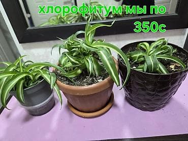 хлорофитума: Комнатные растения в горшках: - Хлорофитум — по 350 с за растение — 2