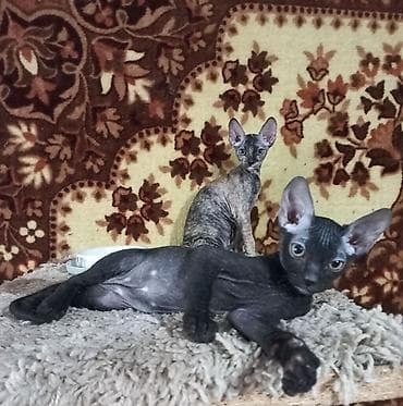 🐾🐈‍⬛ Котята донского сфинкса готовы переехать в любящую семью. Два