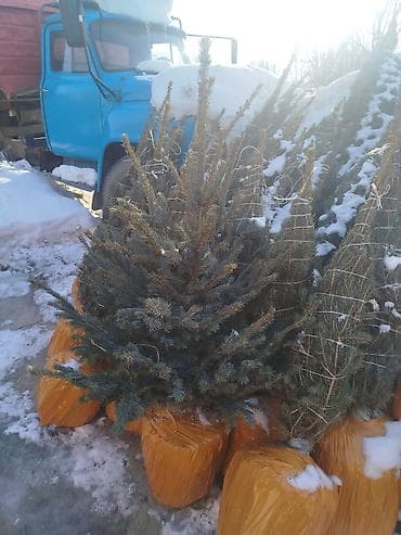 парта стол ош: Көчөттөр дарактардын: Карагайлар — 10