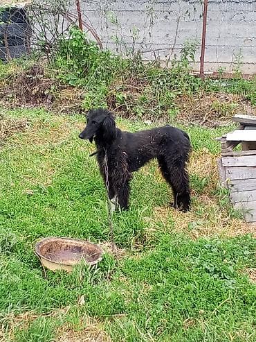 продажа кота: Тайган, 3 года, Самец, С прививкой — 1