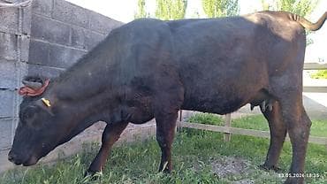 франсуский бульдог: Продаю | Бык (самец) | На откорм — 6